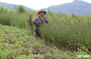Drought-Resistant Crops Thriving Under Sun and Beating Rice Profits - image 5