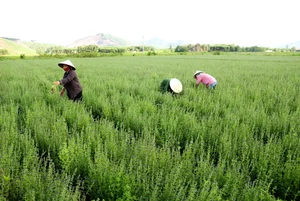 Drought-Resistant Crops Thriving Under Sun and Beating Rice Profits - image 3