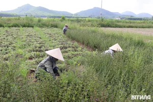 Drought-Resistant Crops Thriving Under Sun and Beating Rice Profits - image 8