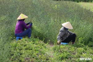 Drought-Resistant Crops Thriving Under Sun and Beating Rice Profits - image 0