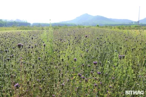 Drought-Resistant Crops Thriving Under Sun and Beating Rice Profits - image 2