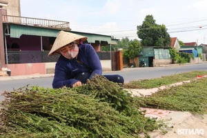 Drought-Resistant Crops Thriving Under Sun and Beating Rice Profits - image 1