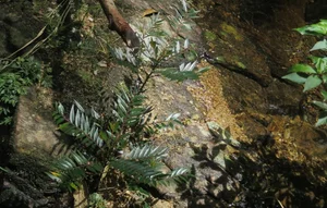 New Plant Species Discovered in Vietnam’s Phong Dien Nature Reserve - image 1