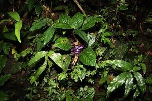 New Plant Species Discovered in Vietnam’s Phong Dien Nature Reserve - image 2