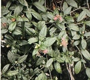New Plant Species Discovered in Vietnam’s Phong Dien Nature Reserve - image 0