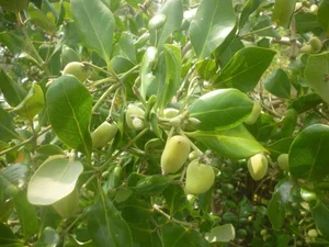 From Wild Fruit to Gourmet Delicacy: Rediscovering 3 Forgotten Treasures - image 9