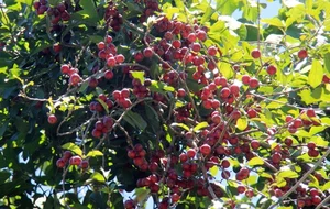 From Wild Fruit to Gourmet Delicacy: Rediscovering 3 Forgotten Treasures - image 1