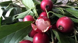 From Wild Fruit to Gourmet Delicacy: Rediscovering 3 Forgotten Treasures - image 5