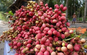 From Wild Fruit to Gourmet Delicacy: Rediscovering 3 Forgotten Treasures - image 7