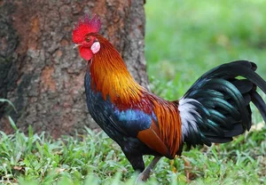 Uncovering the Truth: The Most Mysterious Wild Chicken in Vietnam - image 3