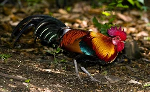 Uncovering the Truth: The Most Mysterious Wild Chicken in Vietnam - image 6