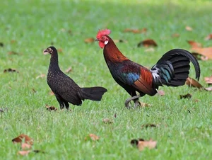 Uncovering the Truth: The Most Mysterious Wild Chicken in Vietnam - image 5