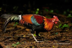 Uncovering the Truth: The Most Mysterious Wild Chicken in Vietnam - image 4