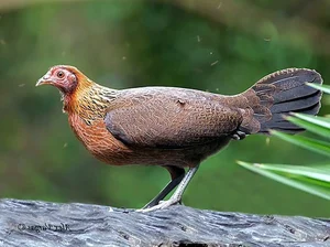 Uncovering the Truth: The Most Mysterious Wild Chicken in Vietnam - image 0