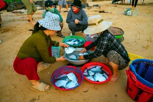 Sunrise at Long Thuy Fish Market: A Scenic Phu Yen Experience - image 4