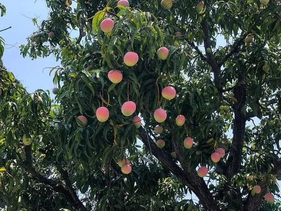 The Most Beautiful Fruit-Bearing Mango Tree in Vietnam