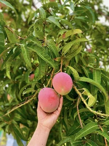The Most Beautiful Fruit-Bearing Mango Tree in Vietnam - image 5