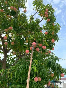 The Most Beautiful Fruit-Bearing Mango Tree in Vietnam - image 7
