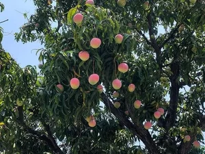 The Most Beautiful Fruit-Bearing Mango Tree in Vietnam - image 0