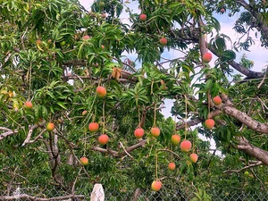 The Most Beautiful Fruit-Bearing Mango Tree in Vietnam - image 4