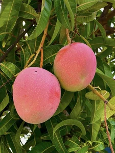 The Most Beautiful Fruit-Bearing Mango Tree in Vietnam - image 1