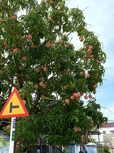 The Most Beautiful Fruit-Bearing Mango Tree in Vietnam - image 3