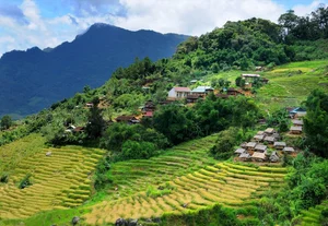 Ngoc Linh Terraced Fields: A Golden Harvest Paradise in Quang Ngai - image 3