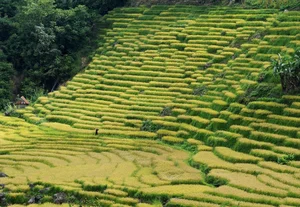 Ngoc Linh Terraced Fields: A Golden Harvest Paradise in Quang Ngai - image 4