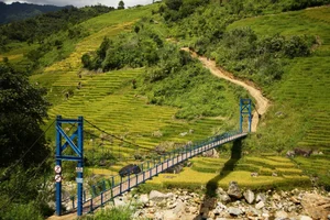 Ngoc Linh Terraced Fields: A Golden Harvest Paradise in Quang Ngai - image 5