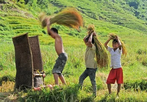 Ngoc Linh Terraced Fields: A Golden Harvest Paradise in Quang Ngai - image 1