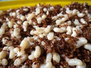 Culinary Adventure in Kon Tum: Tasting the Unique Yellow Ant Fish Salad - image 7