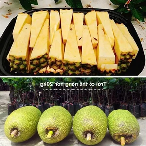 The Rise of Seedless Jackfruit: Why This Exotic Fruit is Becoming a Premium Global Trend - image 1