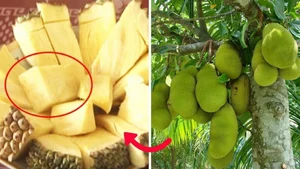 The Rise of Seedless Jackfruit: Why This Exotic Fruit is Becoming a Premium Global Trend - image 3