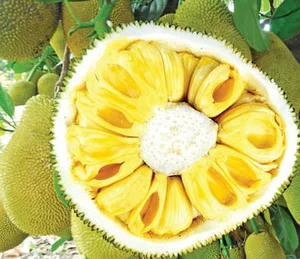 The Rise of Seedless Jackfruit: Why This Exotic Fruit is Becoming a Premium Global Trend - image 2