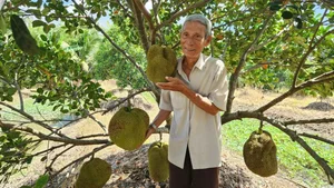The Rise of Seedless Jackfruit: Why This Exotic Fruit is Becoming a Premium Global Trend - image 4