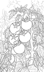 133+ Creative Tomato Coloring Pages: Beautiful Designs for Kids and Art Lovers - image 15
