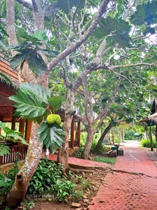 Grow This Giant-Leafed Houseplant for 70 Years of Family Prosperity - image 2
