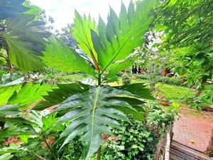 Grow This Giant-Leafed Houseplant for 70 Years of Family Prosperity - image 8
