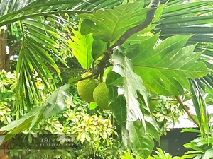 Grow This Giant-Leafed Houseplant for 70 Years of Family Prosperity - image 12
