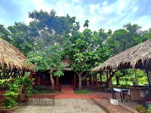 Grow This Giant-Leafed Houseplant for 70 Years of Family Prosperity - image 15