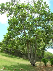 Grow This Giant-Leafed Houseplant for 70 Years of Family Prosperity - image 9