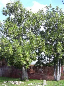 Grow This Giant-Leafed Houseplant for 70 Years of Family Prosperity - image 3