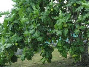 Grow This Giant-Leafed Houseplant for 70 Years of Family Prosperity - image 10