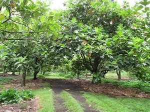 Grow This Giant-Leafed Houseplant for 70 Years of Family Prosperity - image 16
