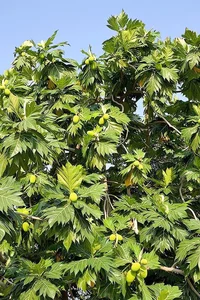 Grow This Giant-Leafed Houseplant for 70 Years of Family Prosperity - image 6