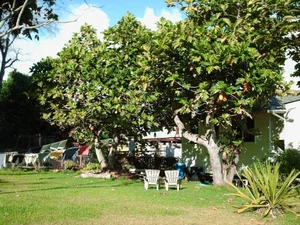 Grow This Giant-Leafed Houseplant for 70 Years of Family Prosperity - image 14