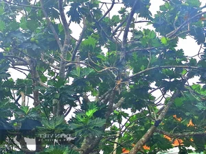 Grow This Giant-Leafed Houseplant for 70 Years of Family Prosperity - image 0