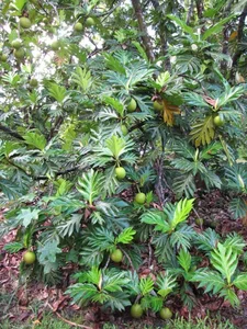 Grow This Giant-Leafed Houseplant for 70 Years of Family Prosperity - image 1
