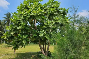 Grow This Giant-Leafed Houseplant for 70 Years of Family Prosperity - image 13