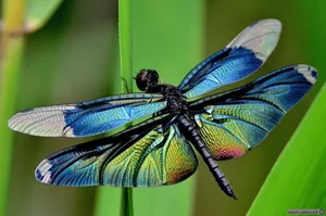 14 Incredible Facts About Dragonflies: Nature's Ultimate Aerial Hunters - image 7